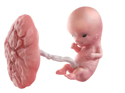 Fetus Week 10 Animated 3D model