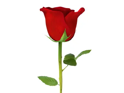  Rose 2 