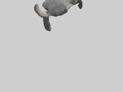 Binturong lounging model Low-poly 3D model