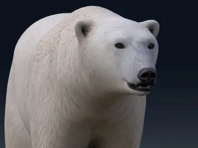 Polar Bear NO FUR 3D model