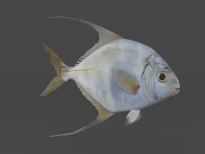 Threadfin Fish 3D model