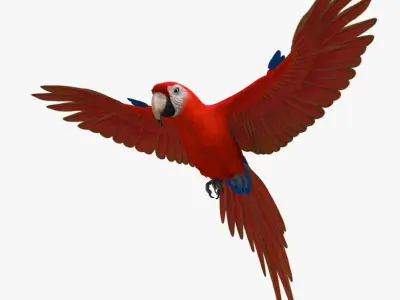 Ara Macao 'Scarlet Macaw Parrot' 3D model