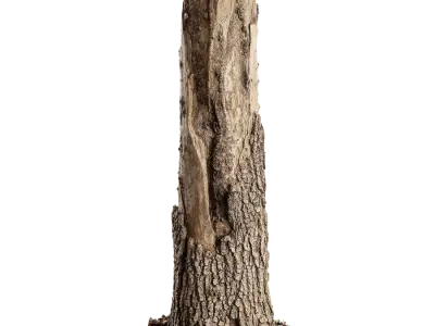  Tall Broken Conifer Stump Model 