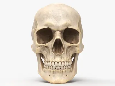  Human Skull 