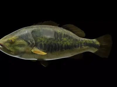 Largemouth Bass Low-poly 3D model