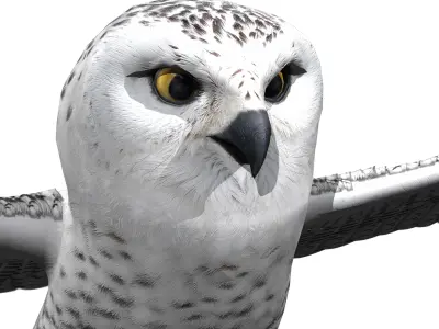 Snowy White Owl Rig 3D model