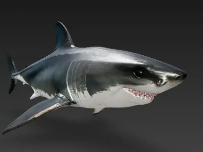 Shark 3D Model - Simple 3D model