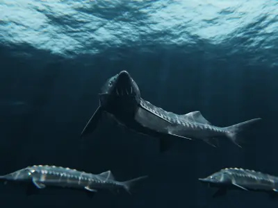 Sturgeon Freshwater Fish Low-poly 3D model