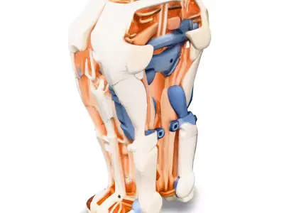 SciFi Robotic Legs with Internal Structure Low-poly 3D model