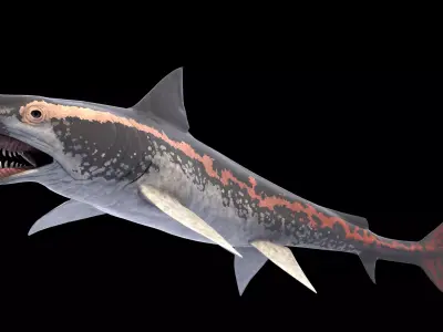 Edestus Shark Asset Pack Low-poly 3D model