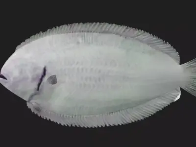 Flatfish Low-poly 3D model 2