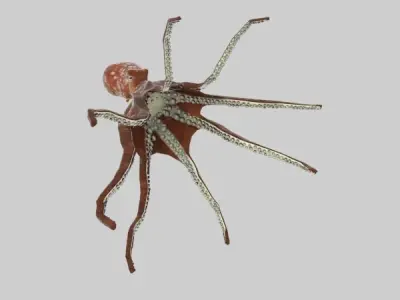 Octopus 3D model 5