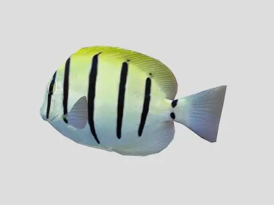 Acanthurus Triostegus Convict Tang Realistic Animated Low-poly 3D model