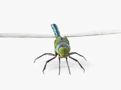 Dragonfly Rigged for Cinema 4D 3D model