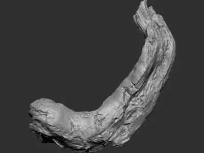 3d scan of tree trunk in highpoly 3D model from CGTrader
