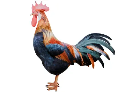 Rooster 3D model get