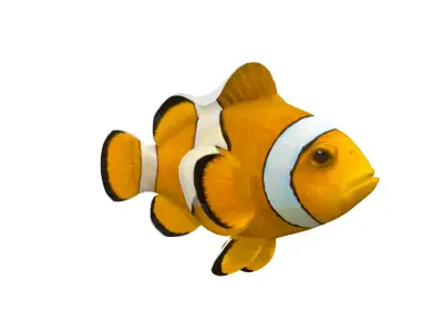 Realistic Clown Fish 3D Model Low-poly 3D model