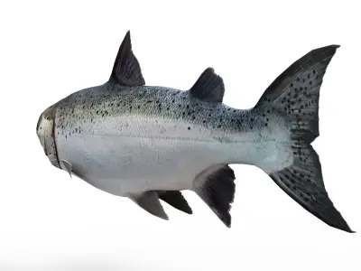 Salmon fish 3D model purchase