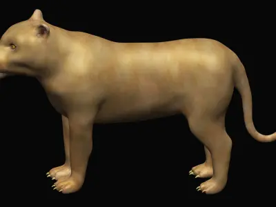 Lioness lion 3D model