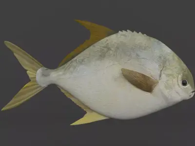 Fish Pompano 3D model