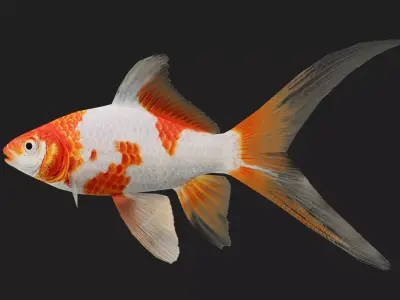 Carp fish Low-poly 3D model