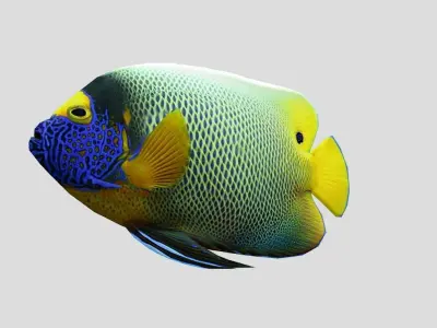 Blueface Angelfish Realistic Animated Low-poly 3D model