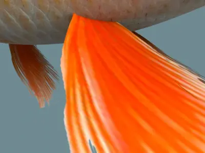 Gold fish 3D model buy