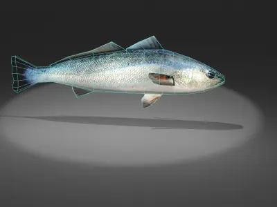 Corvina fish with light shining Low-poly 3D model