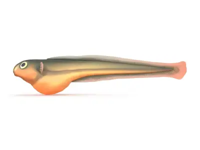 Baby fish Low-poly 3D model