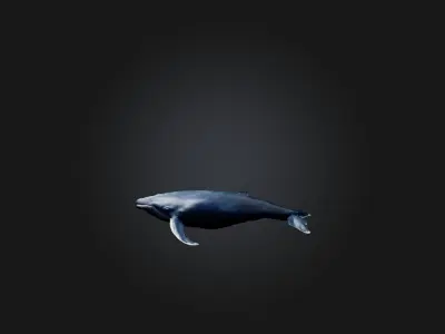 Realistic Whale Model Low-poly 3D model