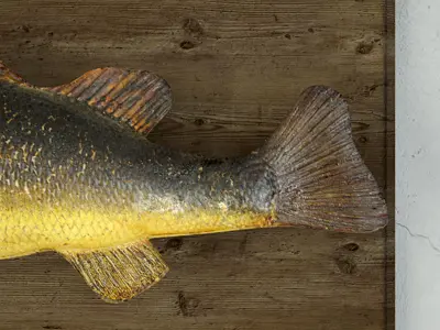 Vintage Fish Mount 3D model