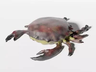 Crab lowpoly Low-poly 3D model