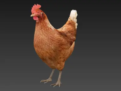 Hen  chicken Low-poly 3D model