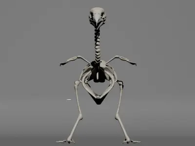 bird skeleton 3D model
