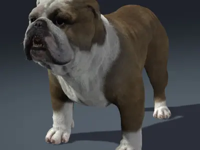 Bulldog 3D model get