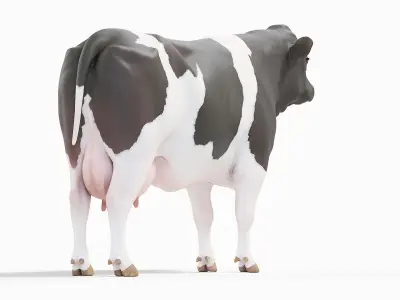  Cow Body Skeleton and Muscles Static 