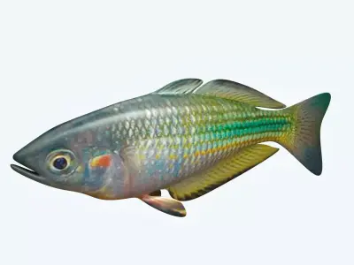 Rainbow Fish 3D model