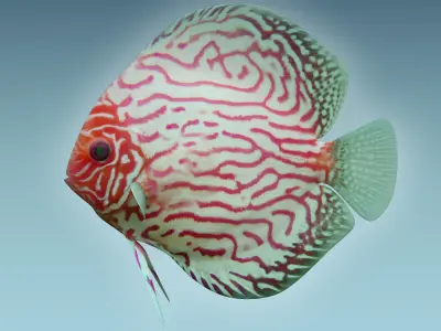 Discus Fish 6 3D model