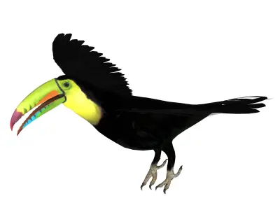 Toucan Bird Low-poly 3D model purchase