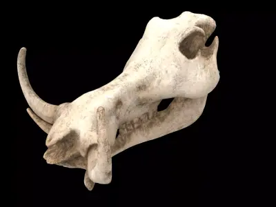 warthog skull 3D model