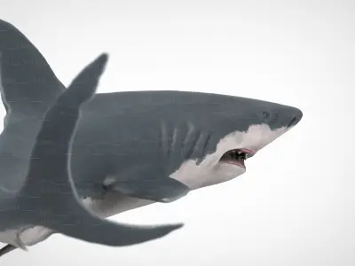 WHITE SHARK 3D model purchase