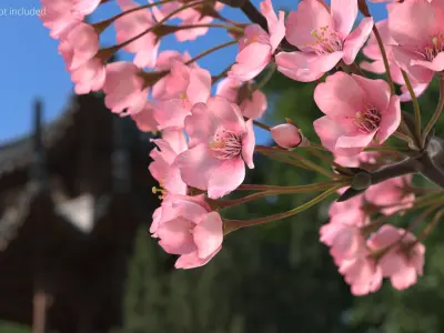 Somei Yoshino Sakura Cherry Blossom Branch Pink 3D model