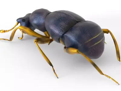 Pselaphid beetle Free low-poly 3D model