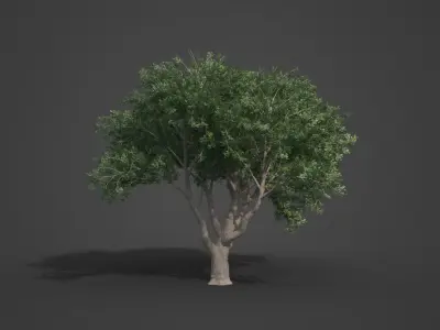 2021 PBR Coast Live Oak Collection - Quercus Agrifolia 3D model