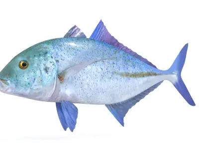 Trevally Fish 3D model buy