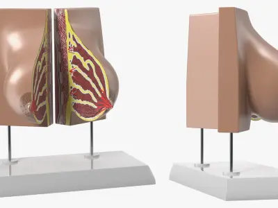  Female Breast Anatomy Model Pre-Pregnancy 