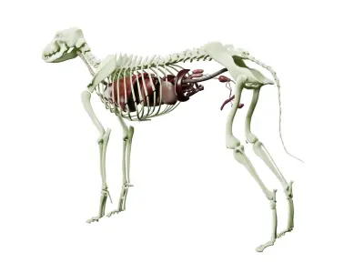  Dog Anatomy with internal organs 4k textures 