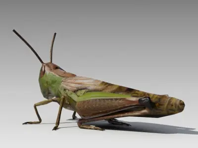 Grasshopper Animated Low-poly 3D model