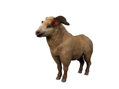 fluffy ram sheep rig  high-poly textured 3D model by cggold