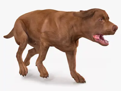 Running Brown Retriever Dog Animated Rigged for Cinema 4D 3D model